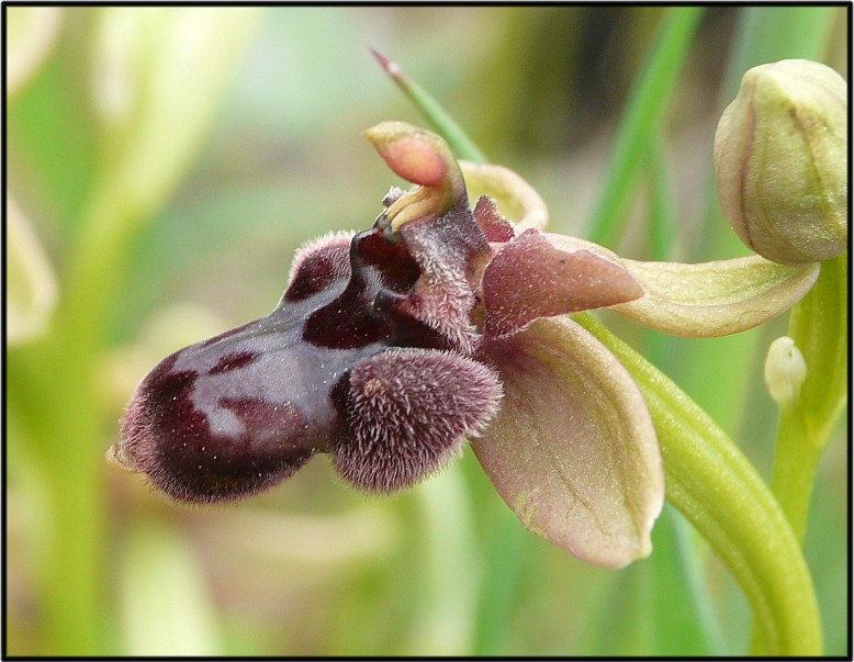 IBRIDO Ophrys bombyliflora x Ophrys bertoloniiformis